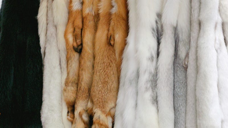 Illustration for article titled It's 1950 So It's Socially Acceptable To Cover Our Telephones In Mink