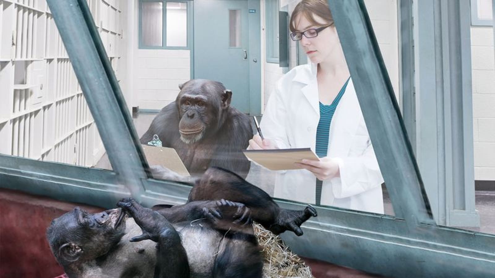 in research studies chimps have quizlet