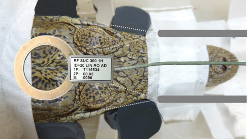 A crocodile prepares to enter the MRI scanner.