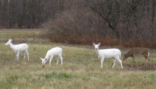 Illustration for article titled The World's Largest Herd of White Deer Lives in New York