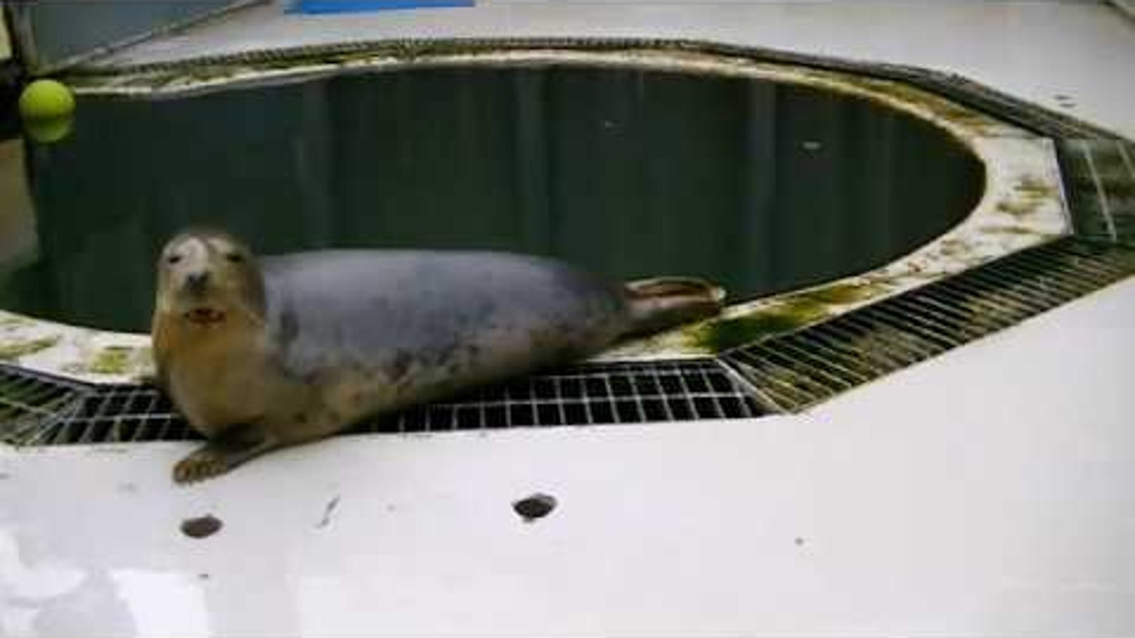 Why Scientists Trained a Seal to Sing the Star Wars Theme