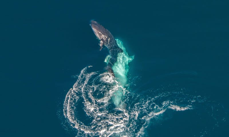 Illustration for article titled Capturan por primera vez el intento de apareamiento de un tiburón ballena (aunque no sale como el animal esperaba)