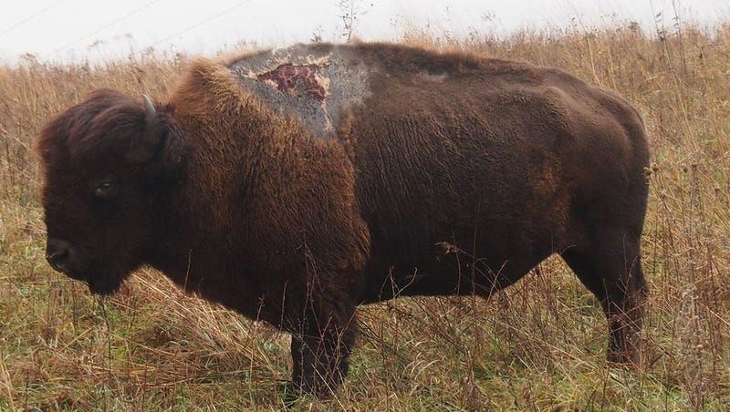 Illustration for article titled This Bison Was Struck by Lightning and Emerged Ugly But Alive