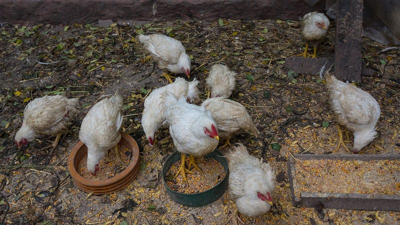 Illustration for article titled Know Your Worth: 5 Reasons To Hold Out For A Woman With More Chickens In Her Dowry