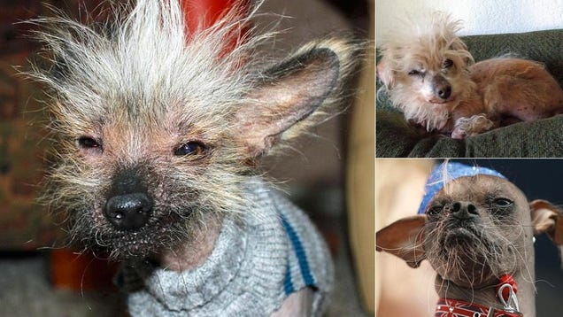 Hairless Dogs Flock To Yearly Ugly Dog Competition