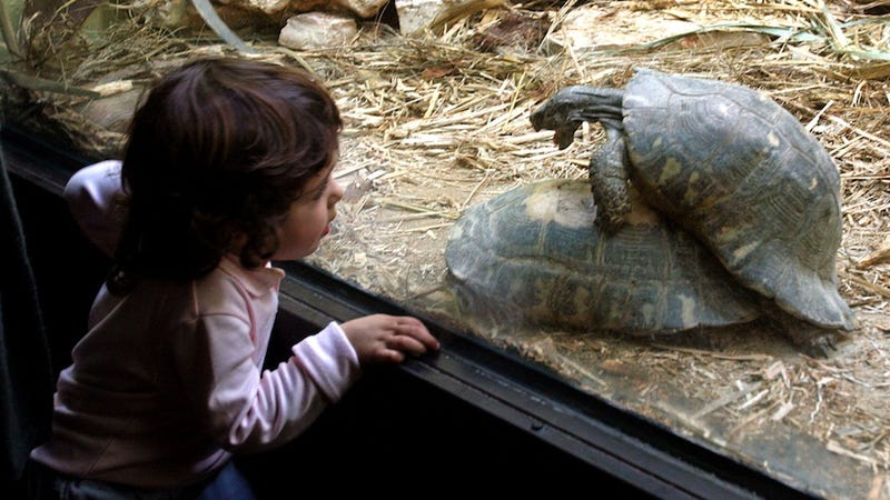 Turtles Have Horrifying Penises