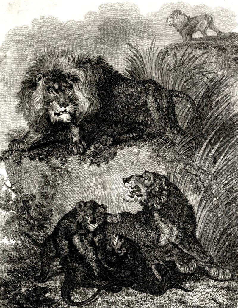 How Europeans Imagined Exotic Animals Centuries Ago, Based on Hearsay