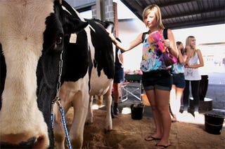 Illustration for article titled Don't Have A Cow