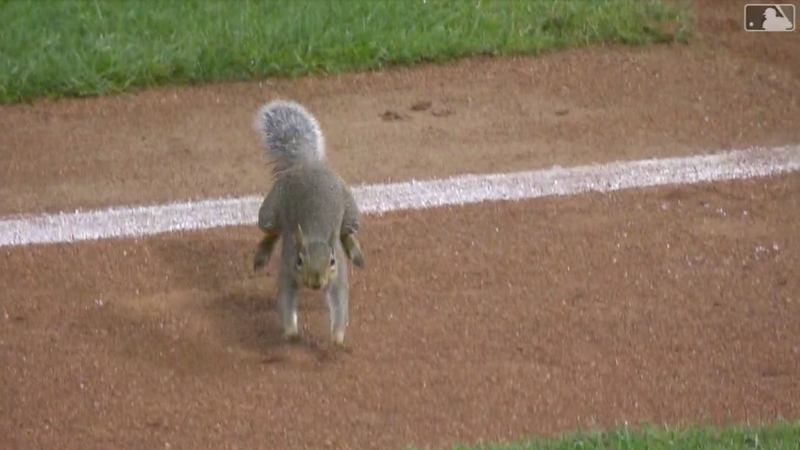 Illustration for article titled Idiot Squirrel On The Field Successfully Invades Consecutive Twins Games