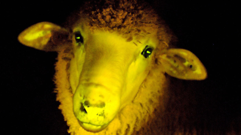 glow in the dark sheep herding