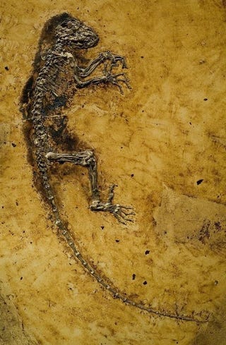 Illustration for article titled 47 Million Year Old Skeleton Reveals the Missing Link Between Lemurs and Humans