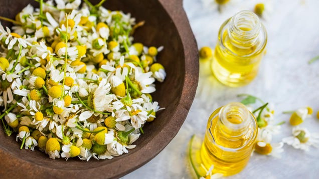 How to Put Chamomile to Use in Your Garden