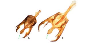 Illustration for article titled Did you know that butterflies have (the weirdest) penises?