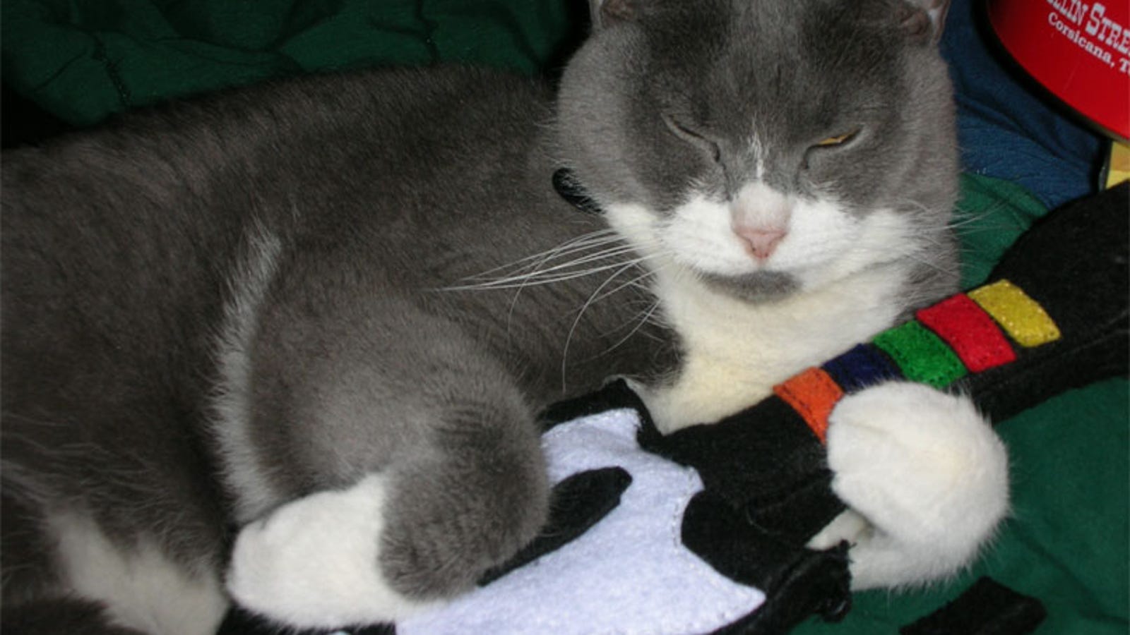 how to keep your cat busy