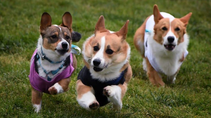 Illustration for article titled It's International Dog Day, which means it's time to watch a bunch of corgis run a corgi race