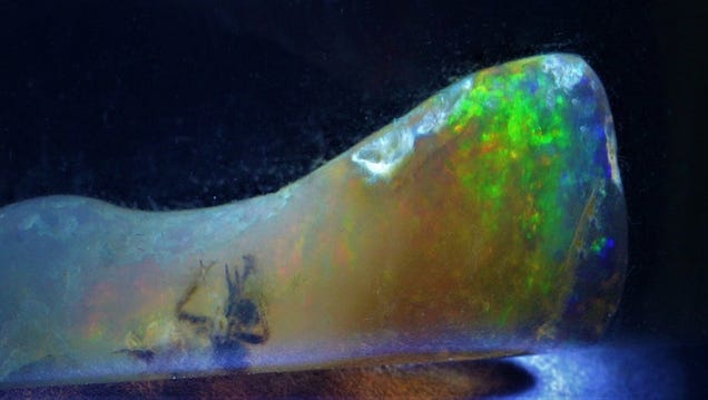 Gemologist Finds Insect Trapped in Opal Instead of Amber
