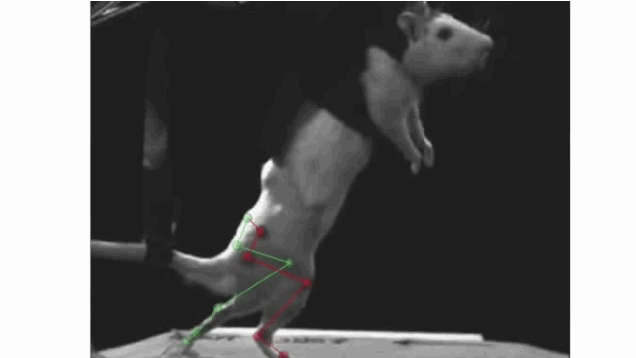 A Cybernetic Implant That Allows Paralyzed Rats To Walk Again