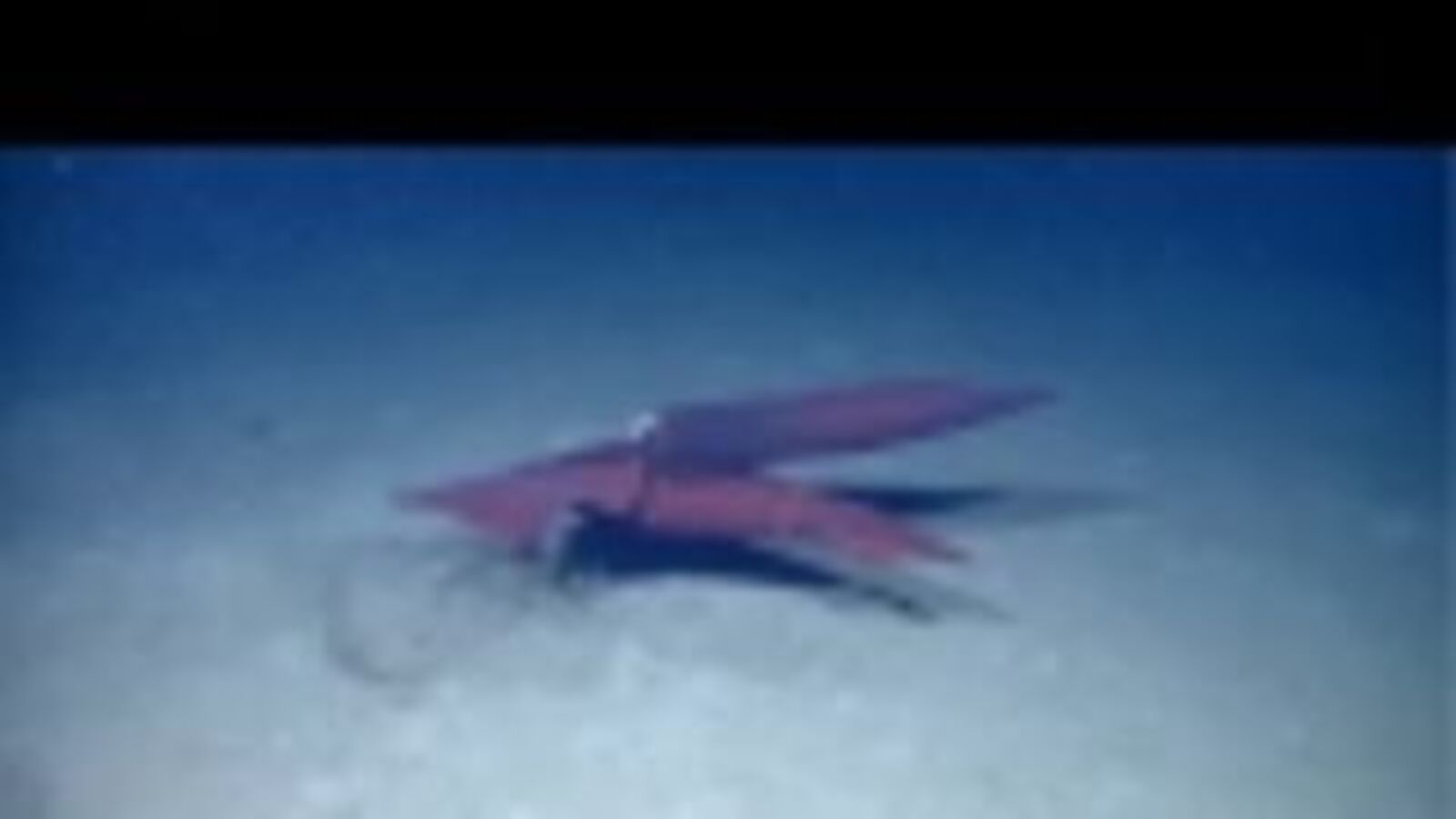 Behold the real-life tentacle porn of squid sex