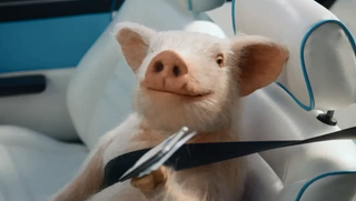 Illustration for article titled This Damn Geico Pig