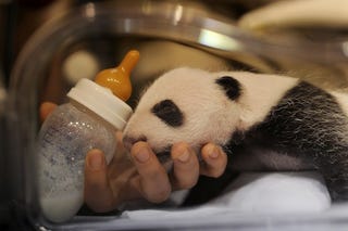 Illustration for article titled Even Giant Pandas Start Out Small
