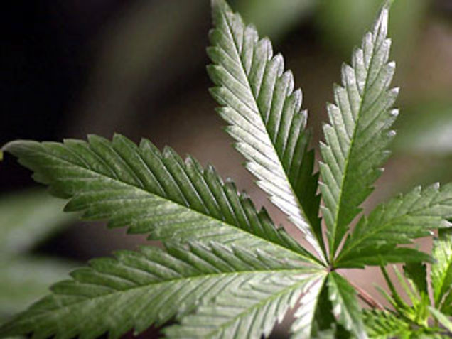 Illustration for article titled High Times: Support for Marijuana Legalization Growing