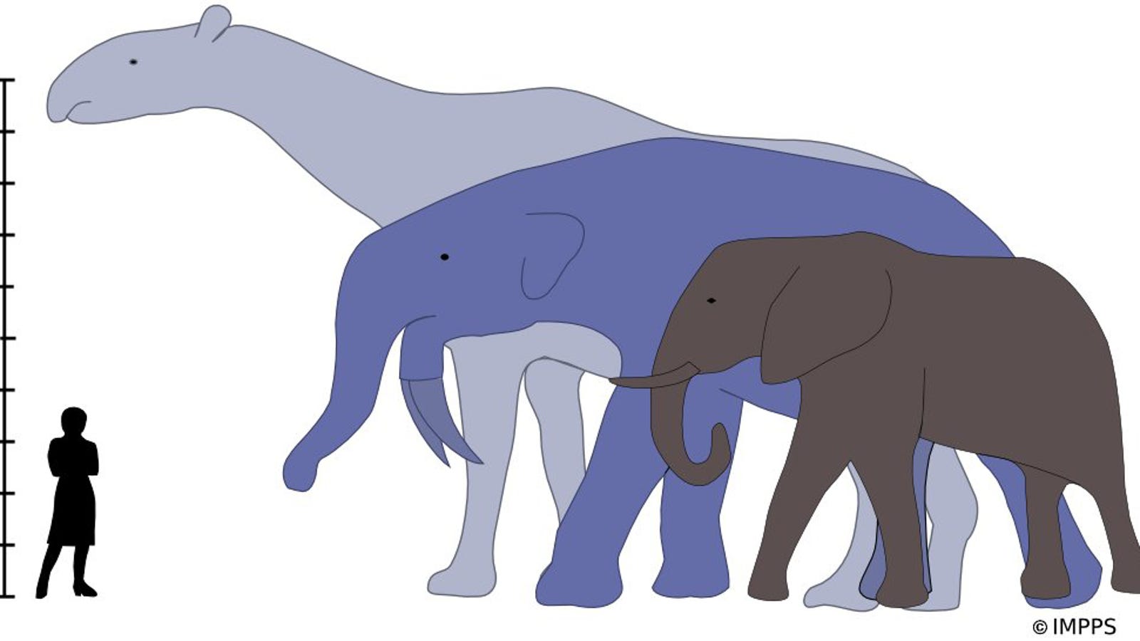 Why did mammals evolve to enormous sizes - then get smaller again?