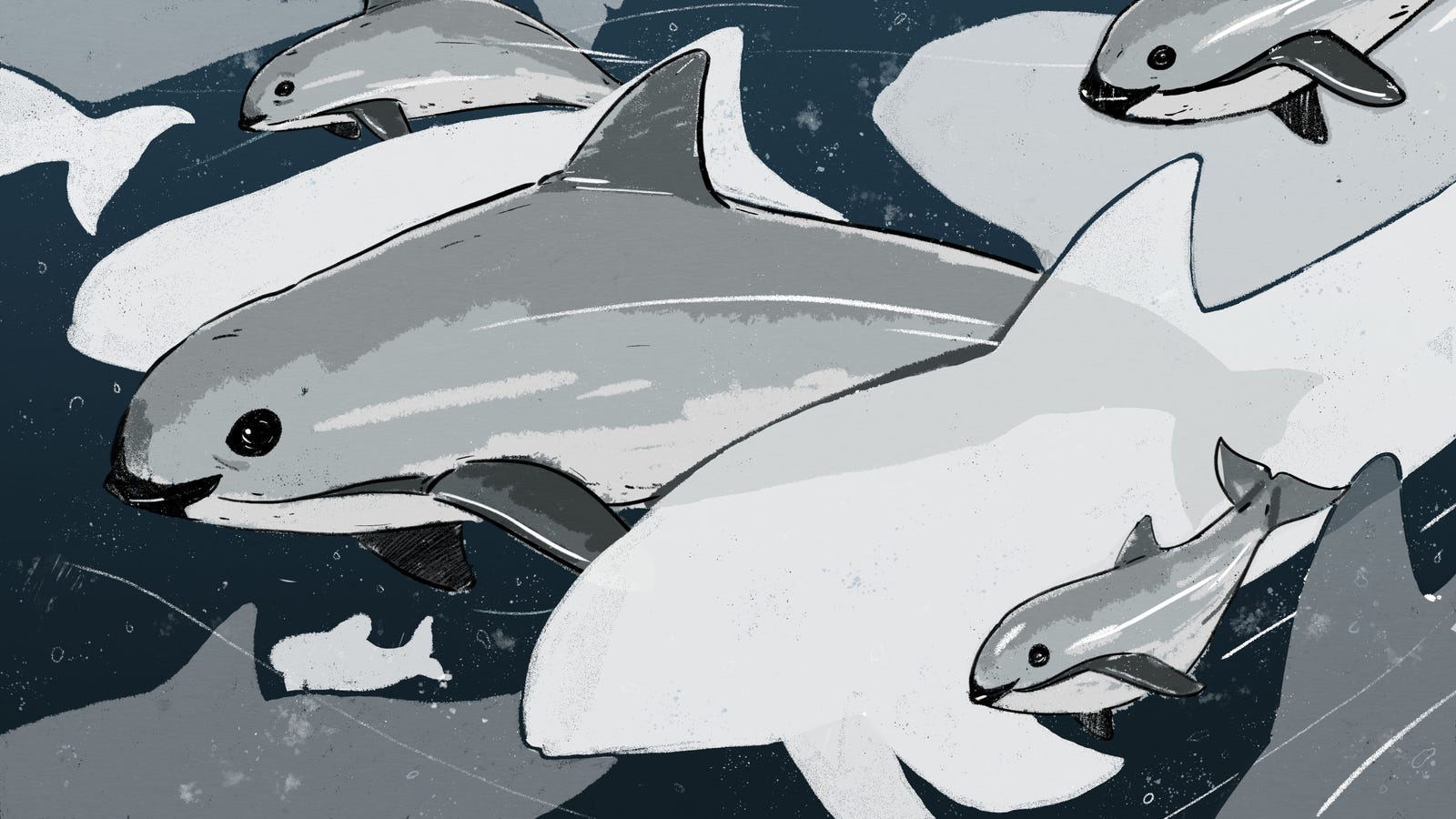 The Race to Save the World's Smallest Porpoise From Extinction
