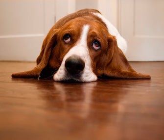 Illustration for article titled Sad Dog