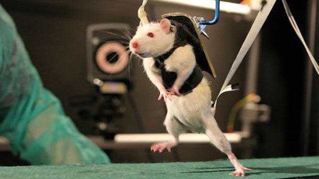 This Adorable Rat on a Treadmill Used To Be Paralyzed