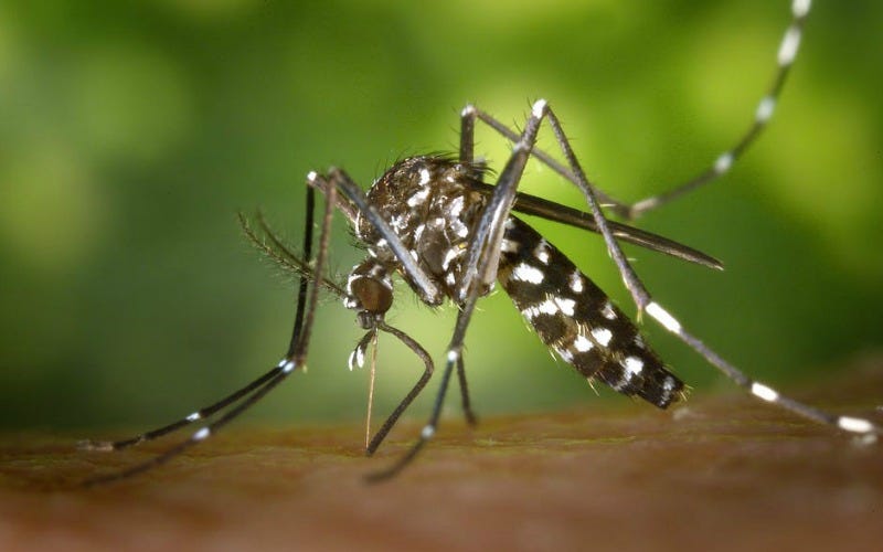Illustration for article titled Qué hacer
cuando te pican un montón de mosquitos