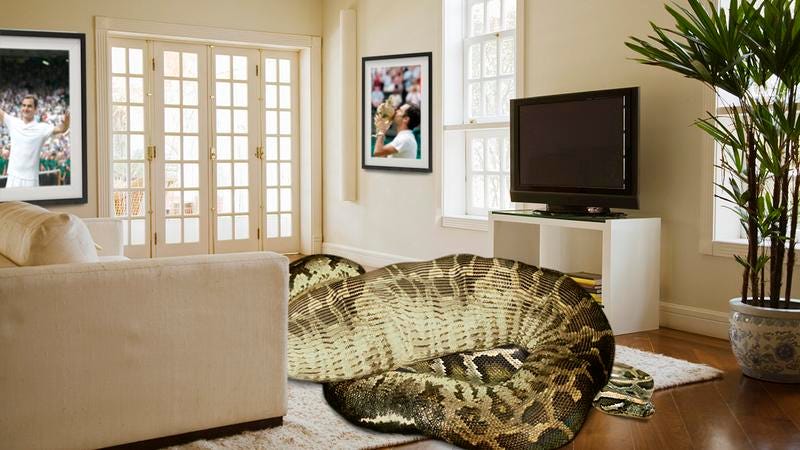 A large snake in Roger Federer's living room.