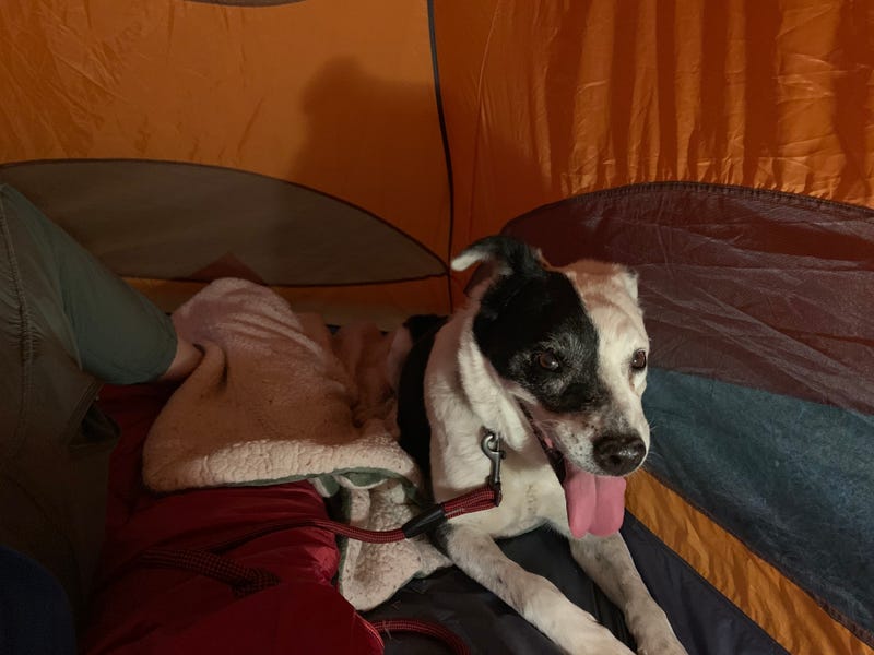 Illustration for article titled Tent dog!