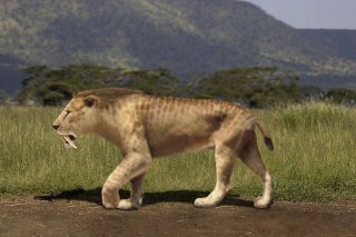 Illustration for article titled Were our earliest hominid ancestors hunted by saber-toothed tigers?