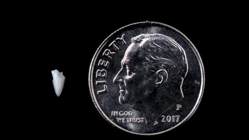 Illustration for article titled Shark Bite Mystery Solved 25 Years Later Thanks to Tooth Tweezed From Foot