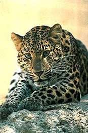 Illustration for article titled More Leopard Delay Rumors? Vista to Blame?