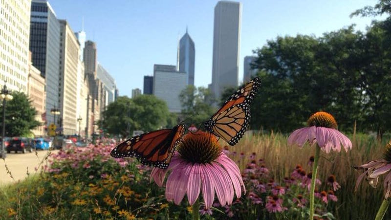 Monarchs in Chicago!