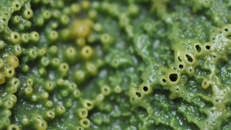 A close-up view of Halichondria Panicea, or sponge breadcrumbs.