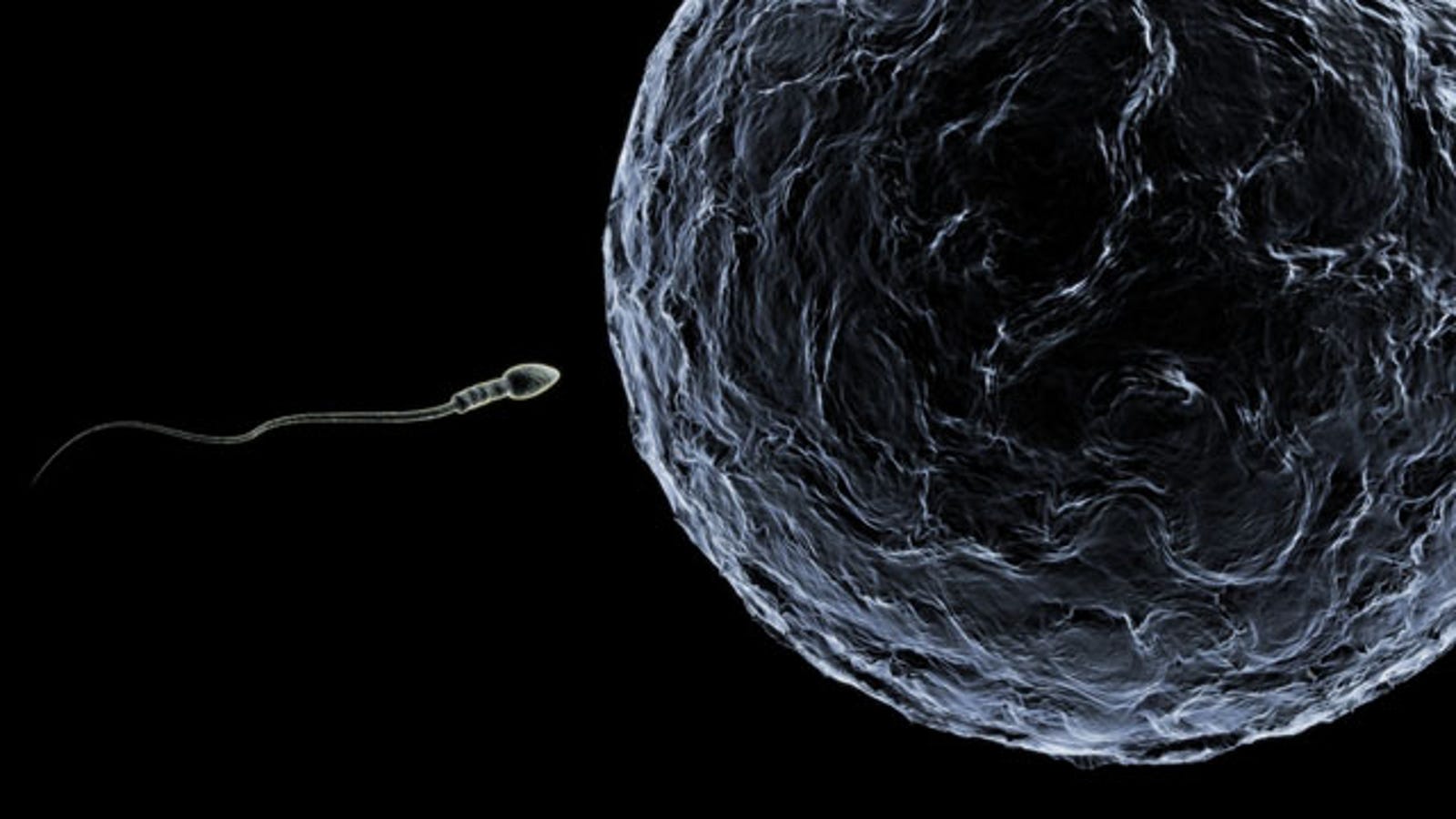 Long sperm survive outside the body