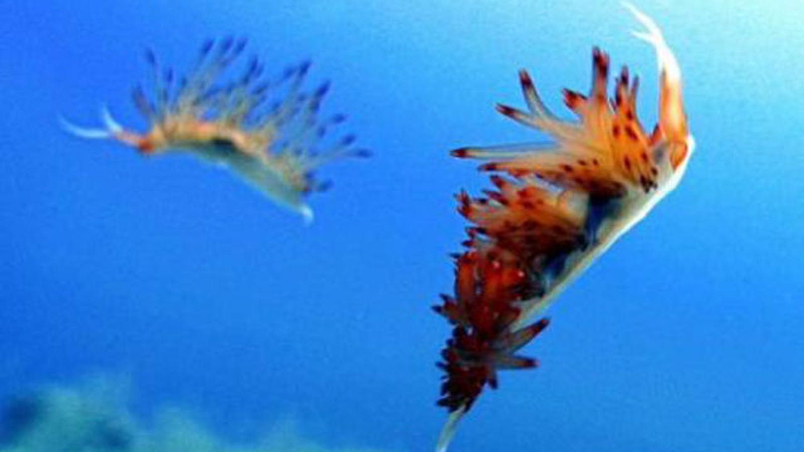 Sea Slugs Detachable Penis Grows Back Again And Again After Sex