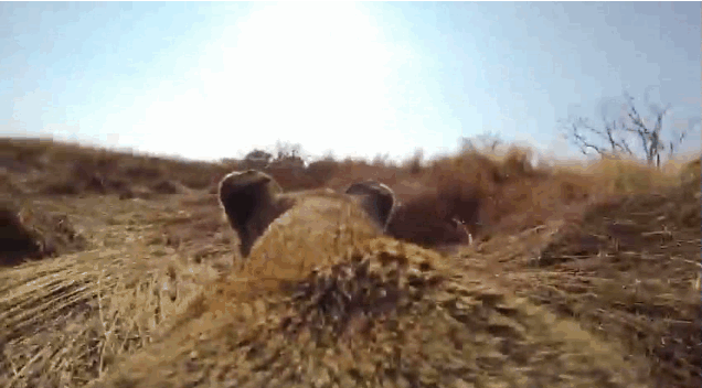 Follow This Lioness As She Hunts With A GoPro On Her Back