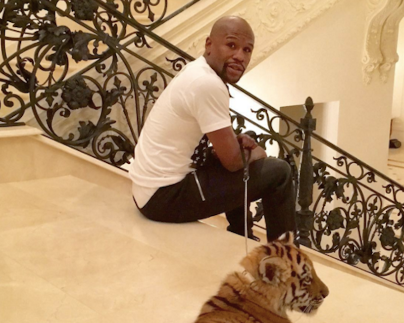 Illustration for article titled Floyd Mayweather Says He Has A New Pet TigerĀ