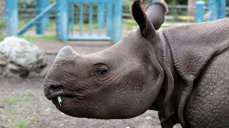Illustration for article titled Vietnam Seizes 275-Pound Haul of Rhino Horns, Seven Frozen Tiger Carcasses