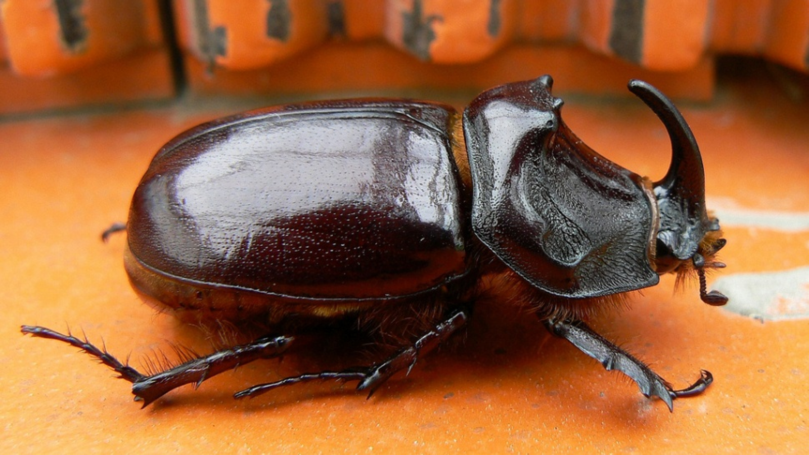 african rhinoceros beetle