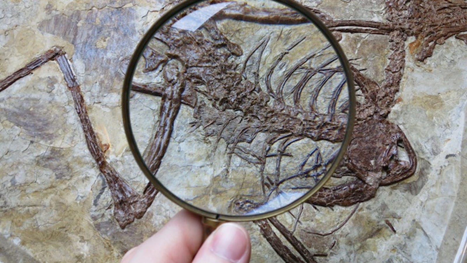 winged dinosaur fossil