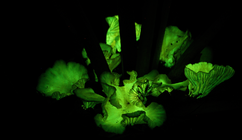 Illustration for article titled Why Do Some Mushrooms Glow In The Dark?