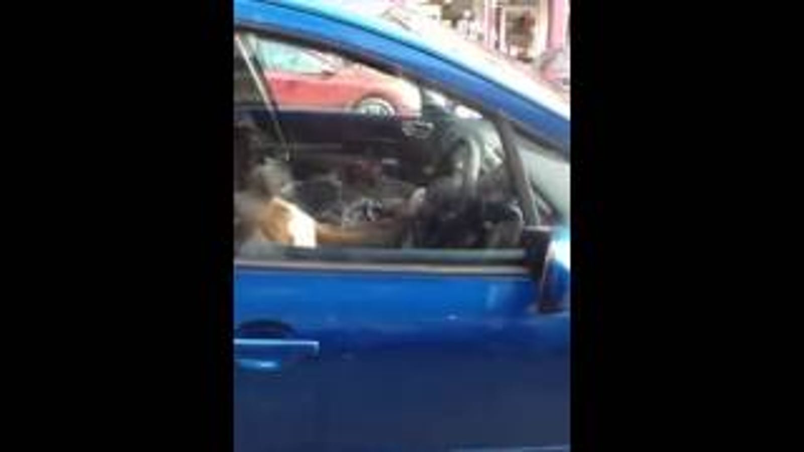 Adorable Dog Honks Horn For 15 Minutes Until Owner Comes Back