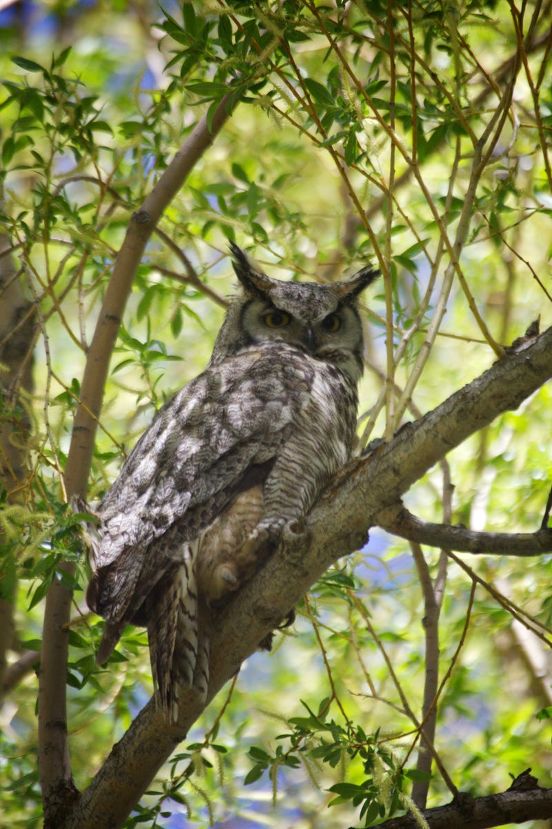 this-is-what-baby-horned-owls-look-like