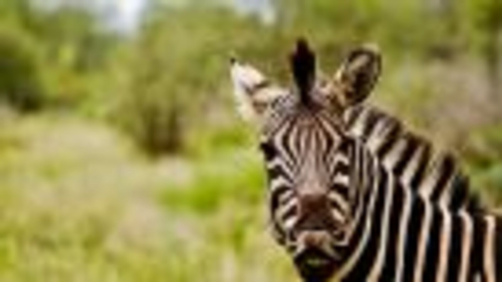 We Finally Know Why Zebras Have Stripes