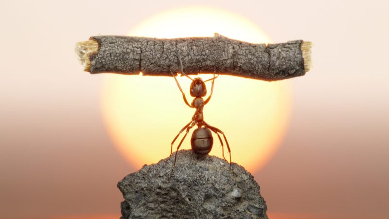 How long does an ant live?