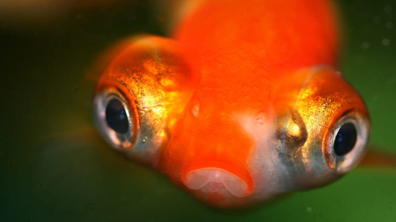 photo of Goldfish Brew Their Own Alcohol to Survive Frozen Ponds image